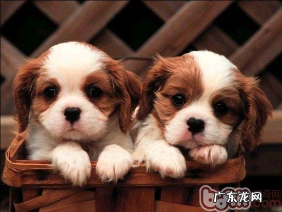 房间内养犬必需物件