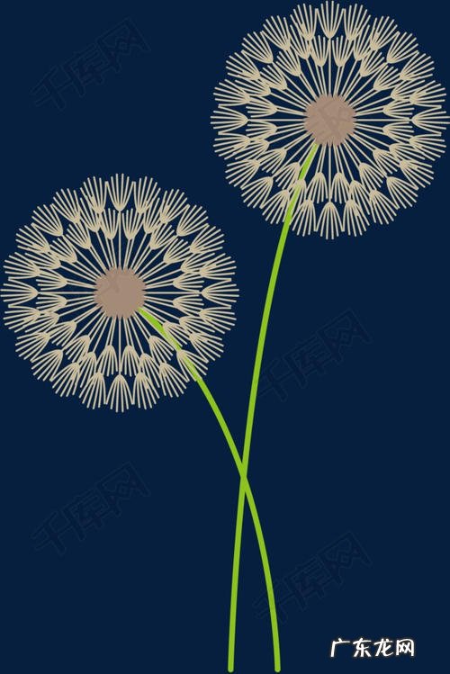 蒲公英的特点描写 蒲公英的特点