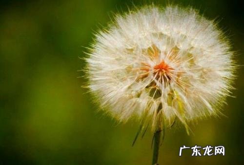 蒲公英的特点描写 蒲公英的特点