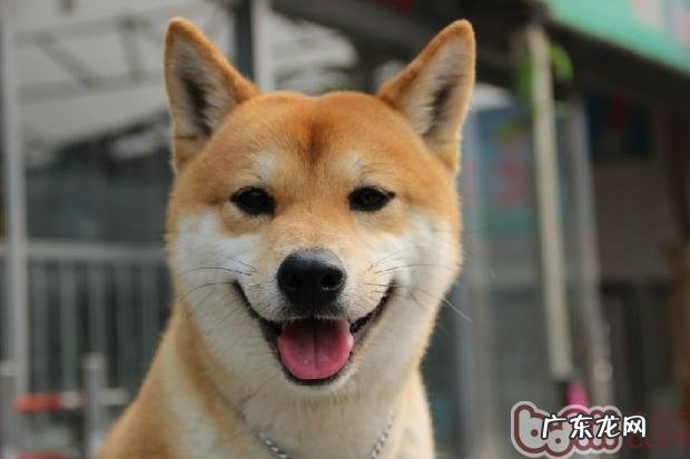 柴犬的性格特征详细介绍