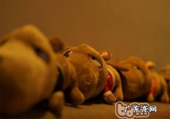 你的小狗社会性水平怎样