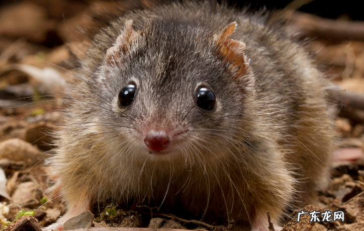 有趣的冷知识有哪些?