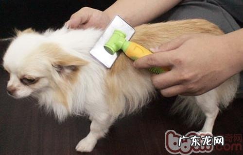 小宠物木梳的归类及主要用途