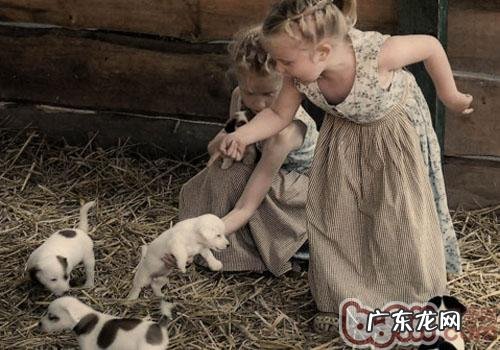 新主人家要为小狗选择什么物件