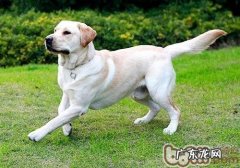 并不一定小狗都合适带出来遛的