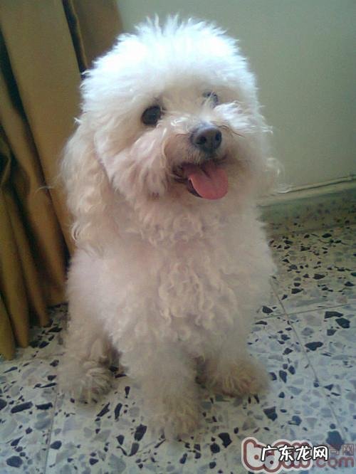 为宠物狗狗制作衣服的常见问题