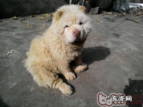 小狗的屁股如何保养