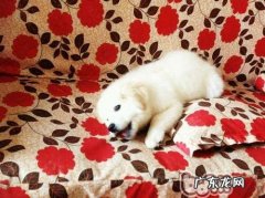 狗狗爱睡主人家床是怎么回事