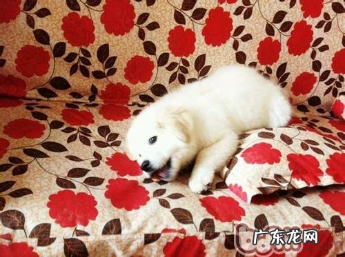 狗狗爱睡主人家床是怎么回事