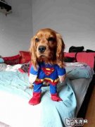 小狗上色的疑难问题