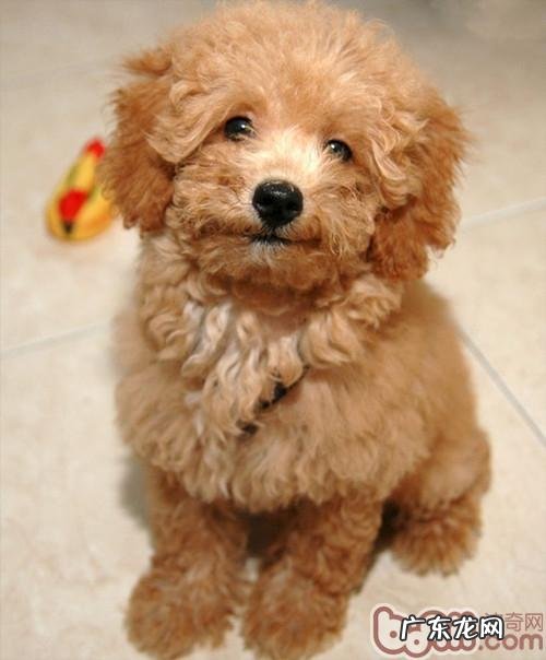 购买狗狗牵引绳要注意什么