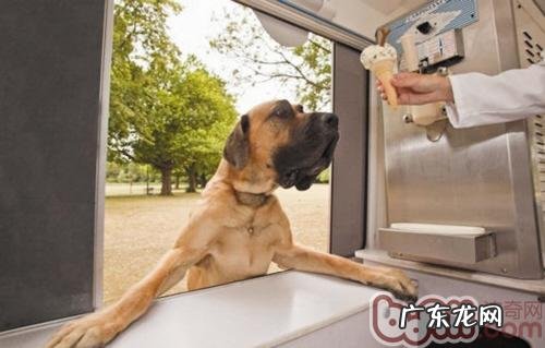 不给宠物犬喂牛乳的原因