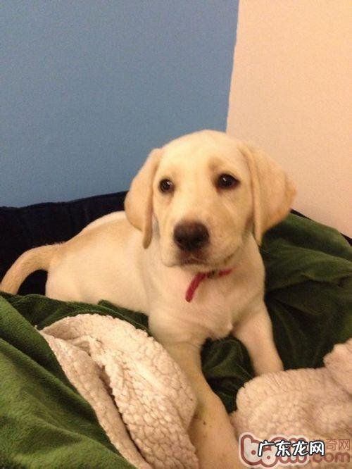 金毛的睡眠质量习惯性是如何的