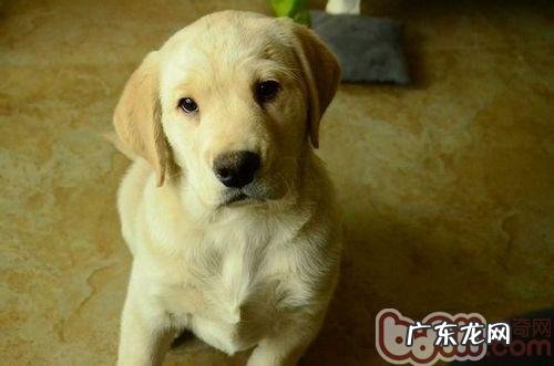 勿喂金毛吃洋葱