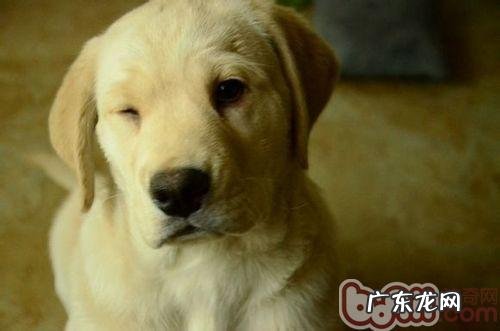 饲养金毛的基本常识详细介绍