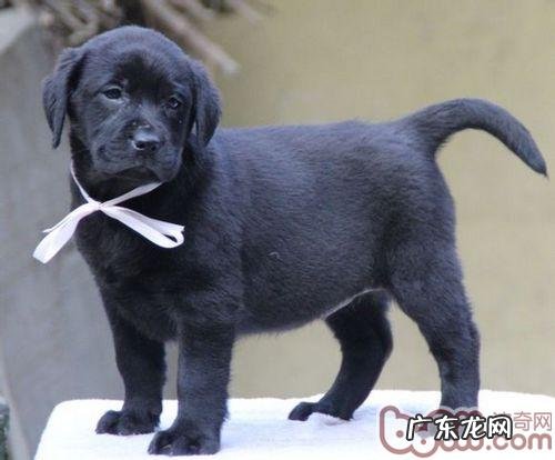 饲养金毛的基本常识详细介绍