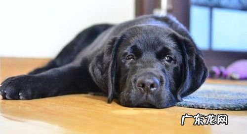 金毛食欲不振应该怎么办