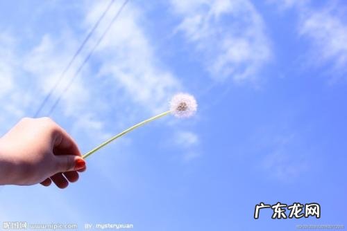 关于蒲公英的小诗香港中文大学