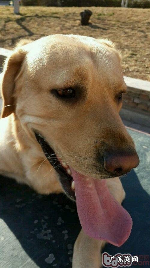 怎样照料新买的金毛