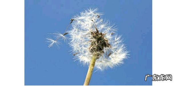 形容蒲公英的成语有哪些 形容蒲公英在空中飘荡的成语