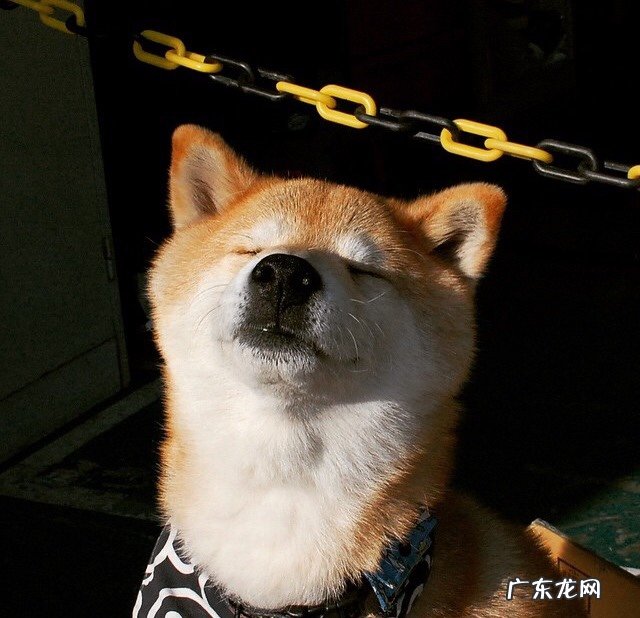 跑步和跳绳哪个更减肥 男生减肥,怎么减,跑步,跳绳哪个适合