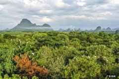 广西桂林：绿水青山鹭鸟来