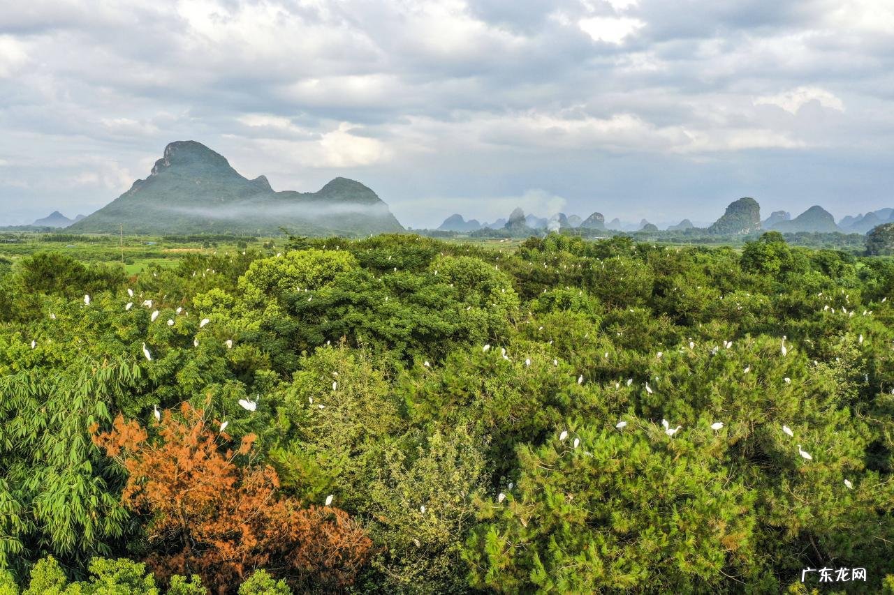 广西桂林:绿水青山鹭鸟来