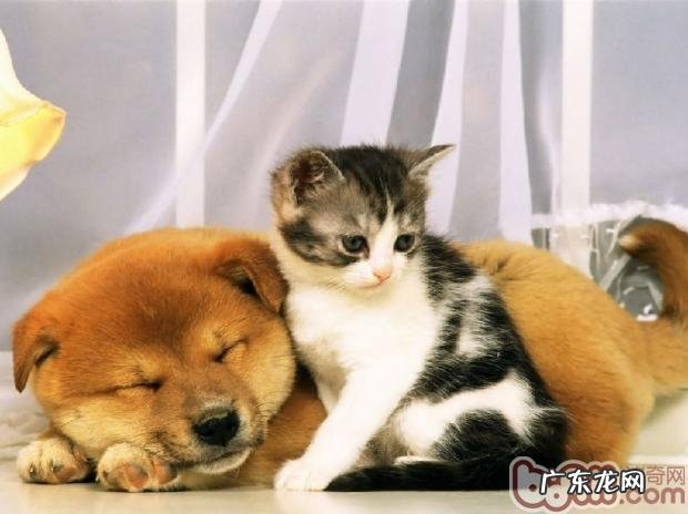 让猫猫和狗和睦交往技巧