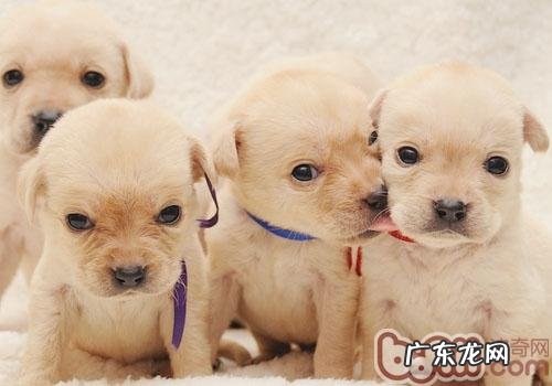 怎样照料新生小奶狗