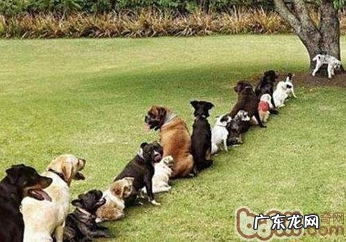 小狗尿里会造成 轮胎爆胎是真是假