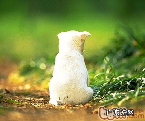 导致狗狗放屁过少的缘故