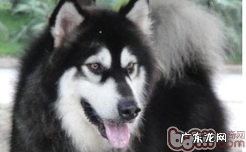 阿拉斯加犬与金毛的辨别