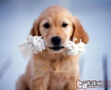 掌握小狗的儿童换牙