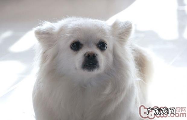 不一样小狗也存有关联性