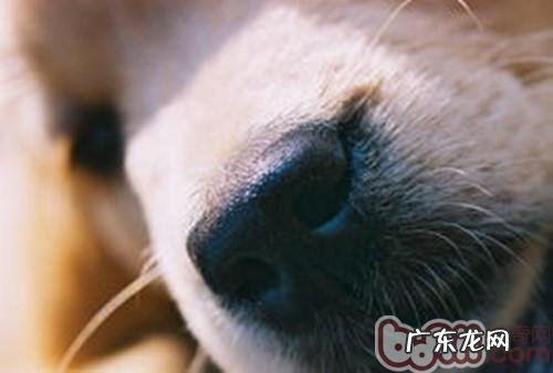 不一样小狗也存有关联性