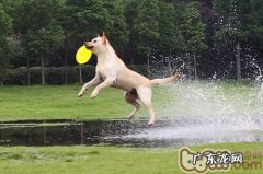 不一样小狗也存有关联性