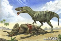 它与霸王龙同属一科，诞生于7700万年前，是当时的顶级掠食者