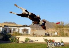 爱玩外星人飞船的小狗更灵巧