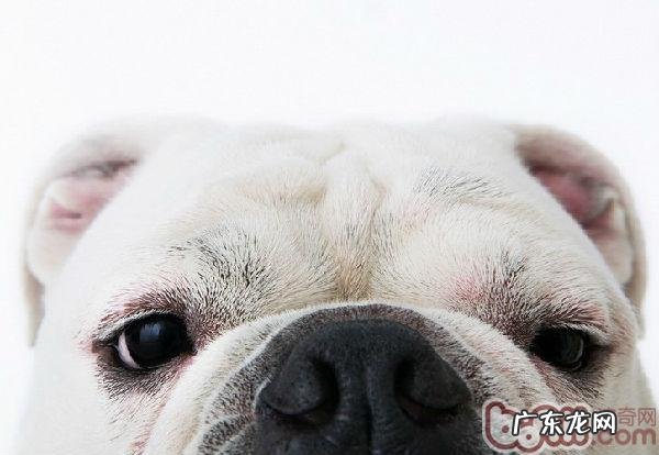 狗狗的眼睛是不是确实看不见色调