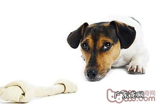 小狗为什么喜欢埋骨骼