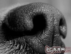 小狗鼻尖为什么是灰黑色的