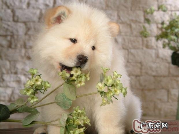 购买小狗特别注意的八条规则