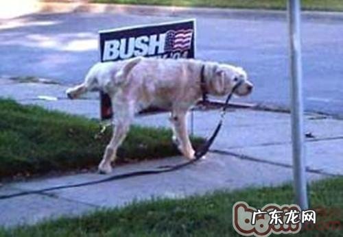 公犬为何要屈膝小便