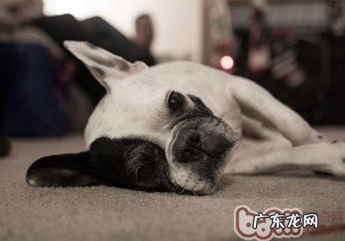 小狗负伤急救指南