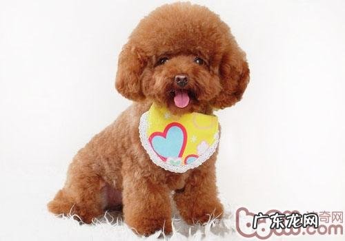 小狗每日吃是多少最身心健康