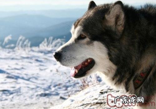 【检测】你的小狗是不是畏冷