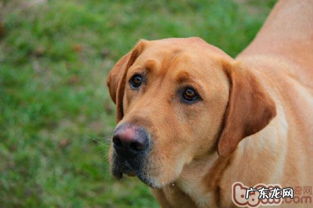 小狗双眼也是有不一样样子