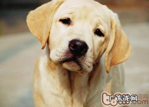 小狗衰退后会出現哪些症状