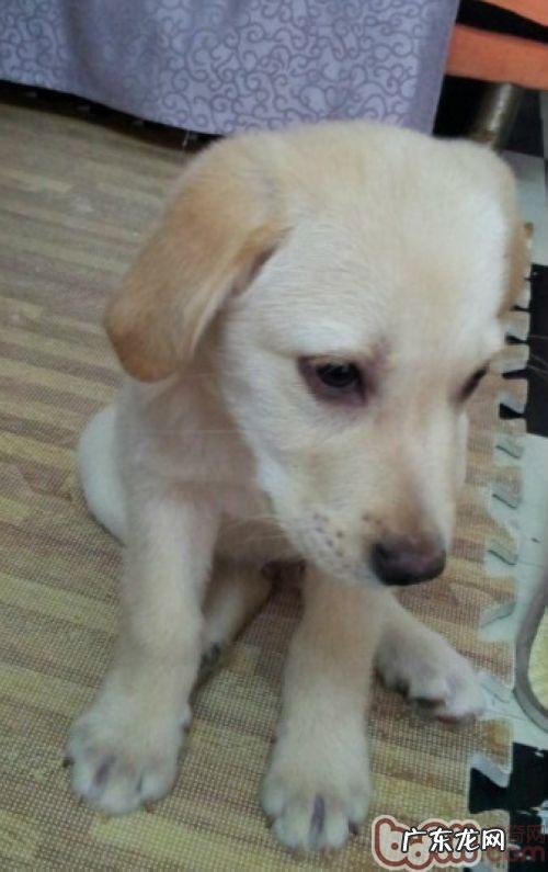 拉布拉多犬能吃甜吗