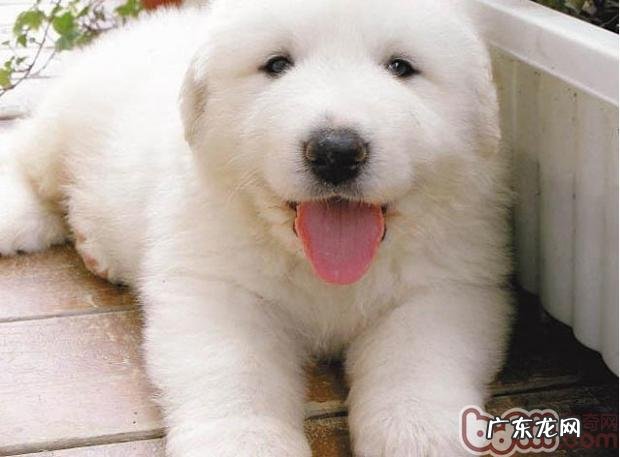 不一样年龄层大白熊的喂养